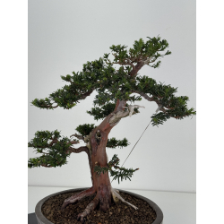 Taxus baccata -tejo europeo- I-8726 vista 4