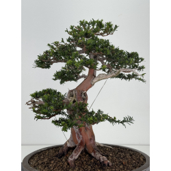 Taxus baccata -tejo europeo- I-8726 vista 5