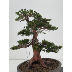 Taxus baccata -tejo europeo- I-8726 vista 6