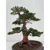 Taxus baccata -tejo europeo- I-8726 vista 6