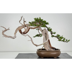 Juniperus sabina A01608