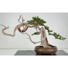 Juniperus sabina A01608