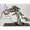Juniperus sabina A01608 view 2