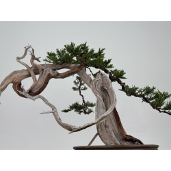 Juniperus sabina A01608 view 3