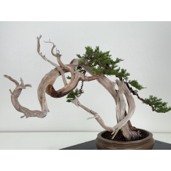 Juniperus sabina A01608 view 4