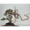 Juniperus sabina A01608 view 5