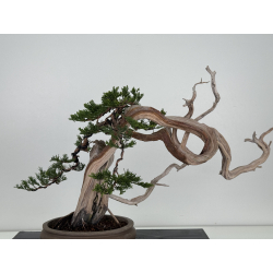 Juniperus sabina A01608 view 6