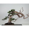 Juniperus sabina A01608 view 6