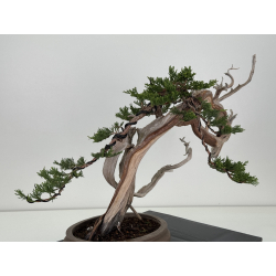 Juniperus sabina A01608 view 7