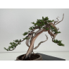 Juniperus sabina A01608 view 7