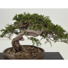 Juniperus sabina A01405 view 2