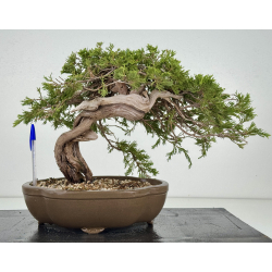 Juniperus sabina A01405