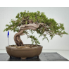 Juniperus sabina -sabina rastrera- A01405