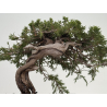 Juniperus sabina A01405 view 3