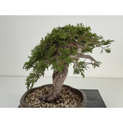 Juniperus sabina -sabina rastrera- A01405 vista 4