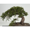 Juniperus sabina A01405 view 5