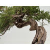 Juniperus sabina A01405 view 6