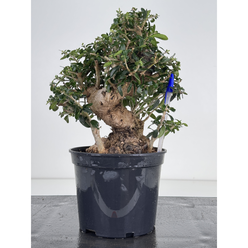 Olea europaea sylvestris I-8733