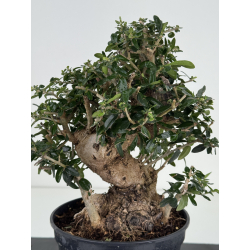 Olea europaea sylvestris I-8733 view 2