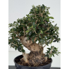 Olea europaea sylvestris -olivo acebuche- I-8733 vista 2