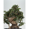 Olea europaea sylvestris -olivo acebuche- I-8733 vista 3