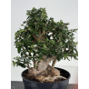 Olea europaea sylvestris I-8733 view 4