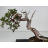 Juniperus sabina A01365 view 2