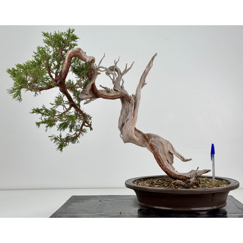 Juniperus sabina -sabina rastrera- A01365