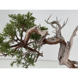 Juniperus sabina -sabina rastrera- A01365 vista 3
