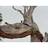 Juniperus sabina A01365 view 4
