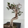 Juniperus sabina A01365 view 5