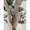 Juniperus sabina A01365 view 6