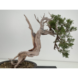 Juniperus sabina A01365 view 7