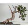 Juniperus sabina A01365 view 7