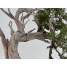 Juniperus sabina -sabina rastrera- A01365 vista 8