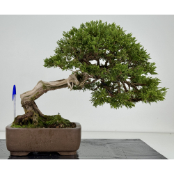 Juniperus sabina A01406