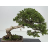 Juniperus sabina -sabina rastrera- A01406 vista 2