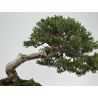 Juniperus sabina A01406 view 3