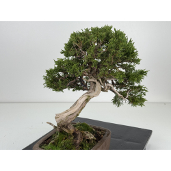 Juniperus sabina -sabina rastrera- A01406 vista 4