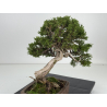 Juniperus sabina A01406 view 4