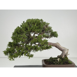 Juniperus sabina A01406 view 5