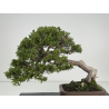 Juniperus sabina A01406 view 5