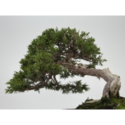 Juniperus sabina A01406 view 6