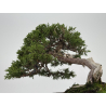 Juniperus sabina A01406 view 6