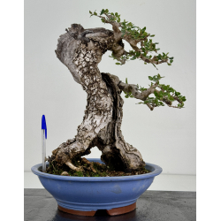 Olea europaea sylvestris -olivo acebuche- I-8734