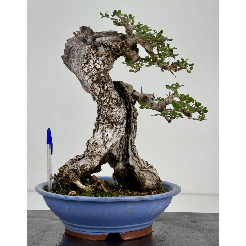 Olea europaea sylvestris -olivo acebuche- I-8734