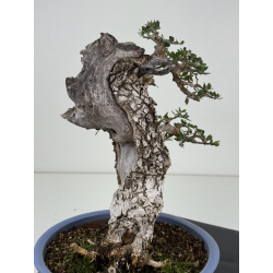 Olea europaea sylvestris -olivo acebuche- I-8734 vista 3