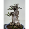 Olea europaea sylvestris -olivo acebuche- I-8734 vista 4