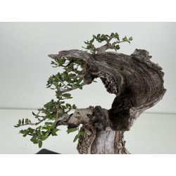 Olea europaea sylvestris I-8734 view 5