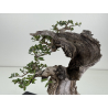 Olea europaea sylvestris -olivo acebuche- I-8734 vista 5